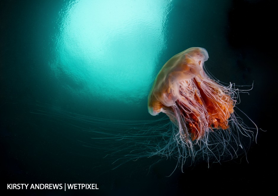 Jellyfish - lion’s mane jellyfish, a large species with a painful sting, inside a cave