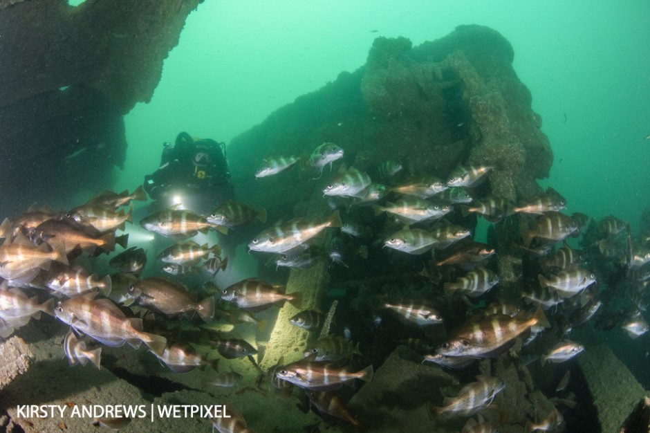 Schokland wreck, Jersey - countless wrecks show off the UK's maritime history as well as providing artificial reefs for marine life
