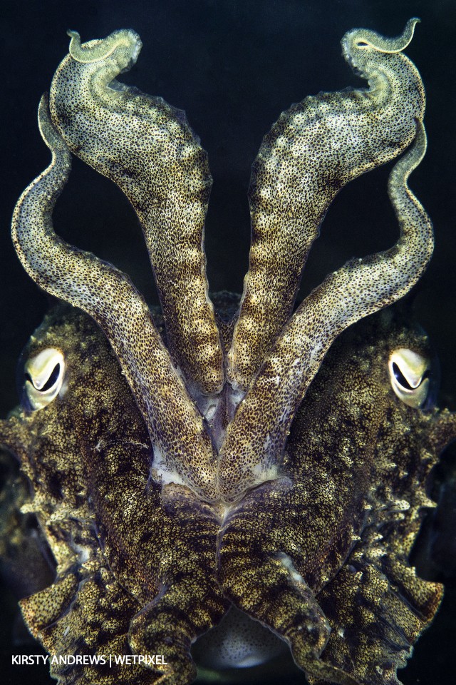 Cuttlefish are one of the most common photographic subjects in the UK.