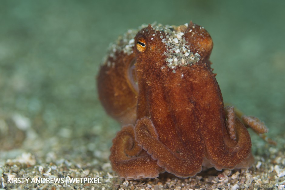 Shetland curled octopus - octopus are quite regularly seen in some parts of the UK.
