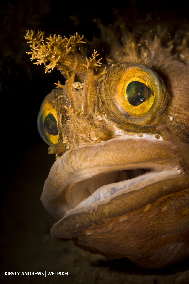 Yarrell’s blenny - I love the characterful expressions of blennies.  We have around a dozen native species, including this grumpy Yarrell’s blenny.