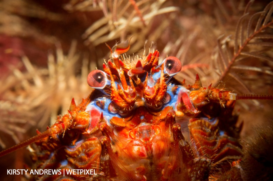 Squattie in featherstars - in UK waters you are rarely far from a photogenic crustacean.
