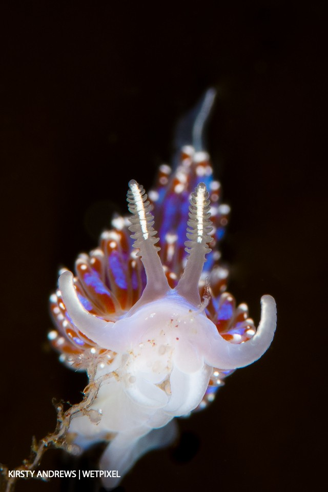 Nudibranch - the UK can compete on any level for sea slug aficionados; we have hundreds of varied, colorful nudibranch species.