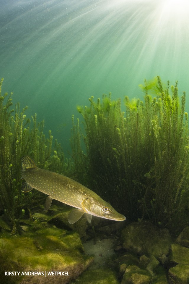 Pike - freshwater sites are mostly used for novice diver training but they also host freshwater species such as pike, perch and sturgeon.
