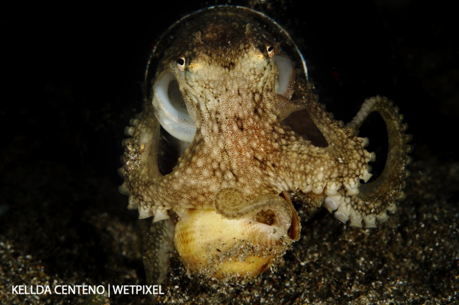 During a night dive at Anilao Pier, this octopus living out of a beer bottle was wrestling with a snail. The octopus eventually won its dinner retreated into its home.