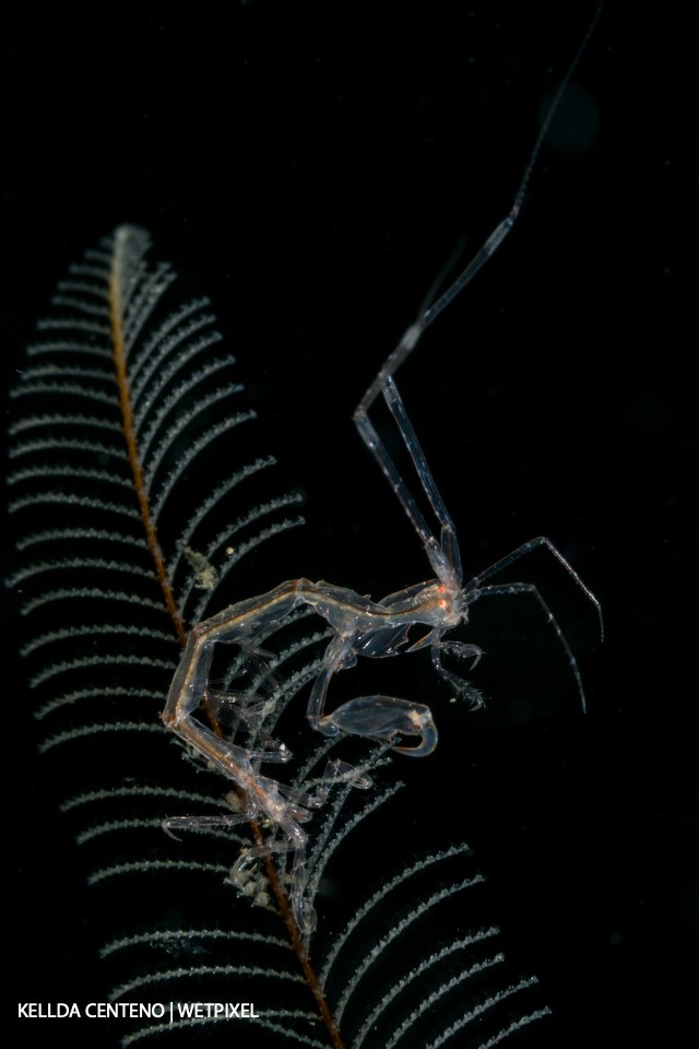 There are many skeleton shrimps in the muck sites of Anilao. You can actually see through its head to see the other eye!