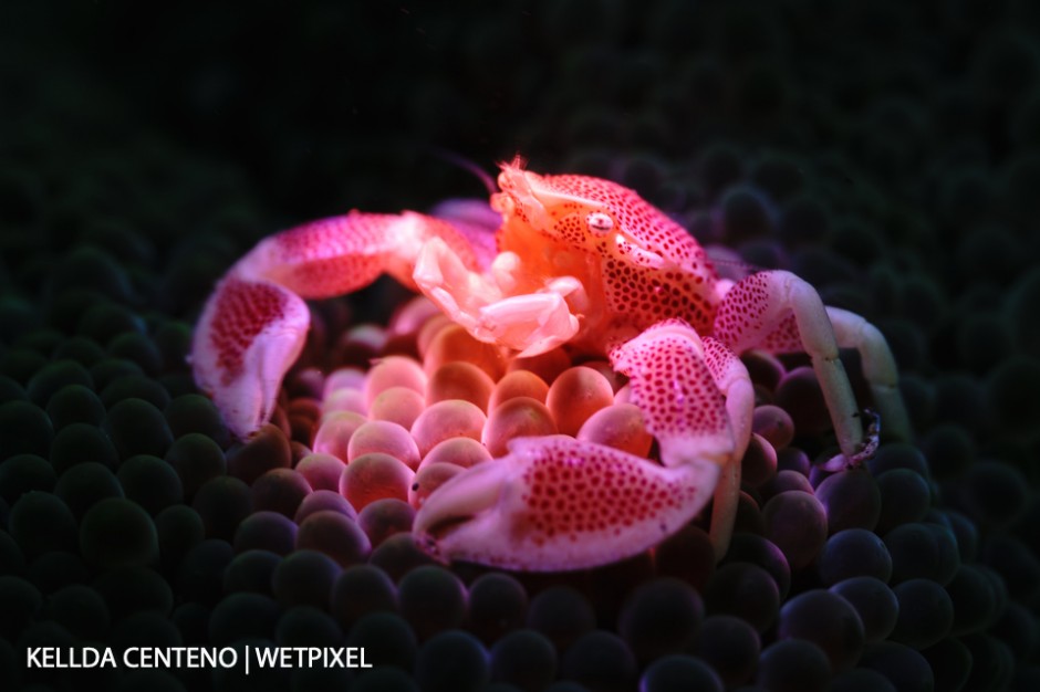 An ordinary porcelain anemone crab lit differently with a pink light.
