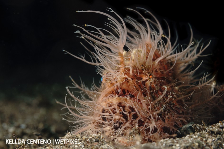 Hairy striated frogfish always have bad hair days. This was the third hairy frogfish I saw in one day in Anilao.