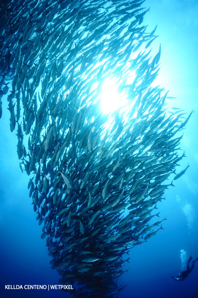 Less than an hour by bangka from Dauin, Apo Island didn’t disappoint with large schools of jacks on every dive.