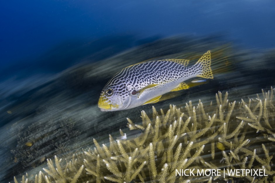 Yellow banded sweetlips (*Plectorhinchus lineatus*), against staghorn coral cleaning station.