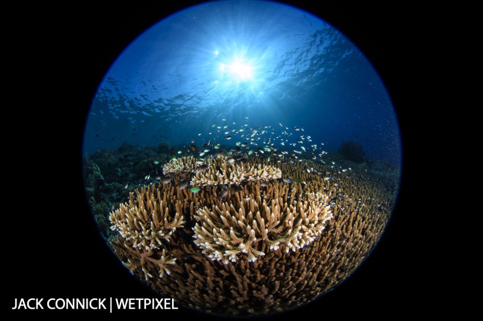Tabletop hard coral. Nikon 8-15mm FE lens @ 8. 5 mm. ISO 250, f/18 1/250 sec.