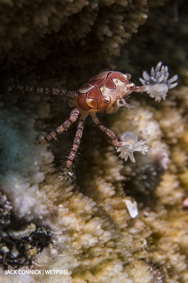 Boxer crab (*Lybia tessellata*). Banda Sea, Indonesia. Nauticam Nikon D850, DX mode, 60mm macro lens & +10 SagaDive diopter. "*biologists found that boxer crabs go to great lengths to ensure that they are always in possession of two anemones