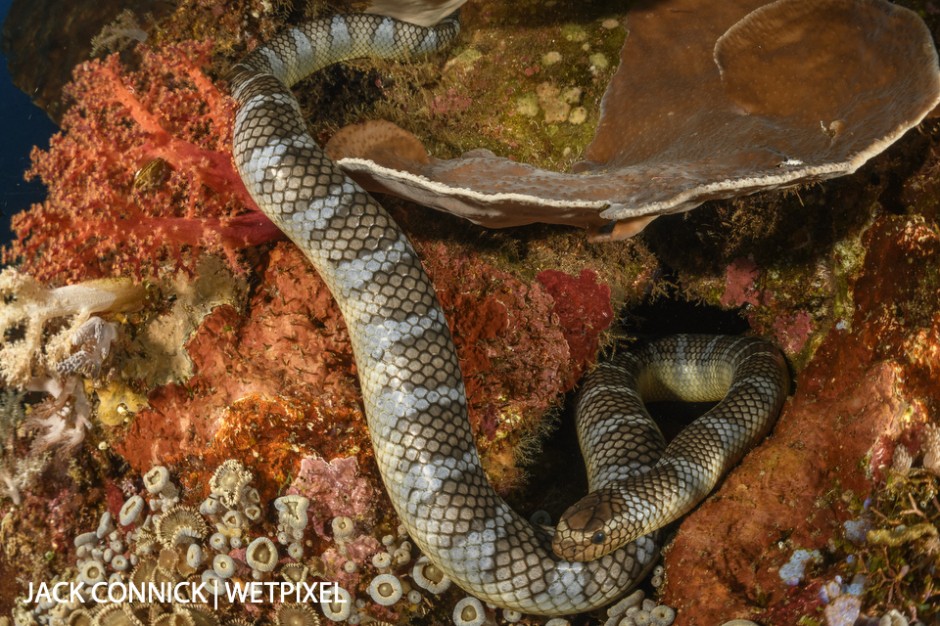 Sea snake, Palau Manuk island. 60mm Nikkor & Nauticam WWL wet lens. ISO 500, F/16 @ 1/160 sec.