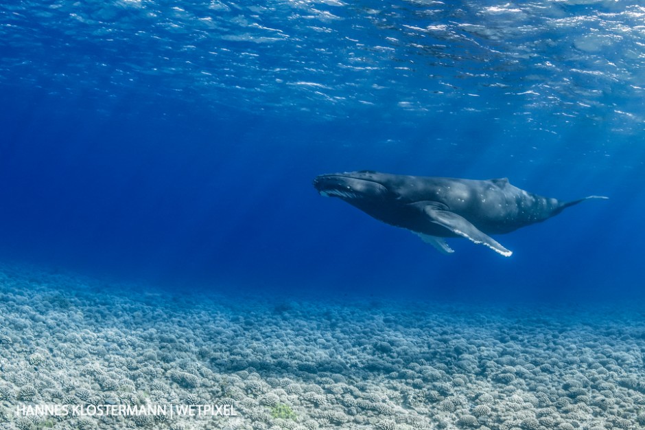 Humpback whales (8Megaptera novaeangliae*) migrate seasonally to the waters of Tahiti and Mo'orea. Sometimes they can even be encountered in relatively shallow areas.