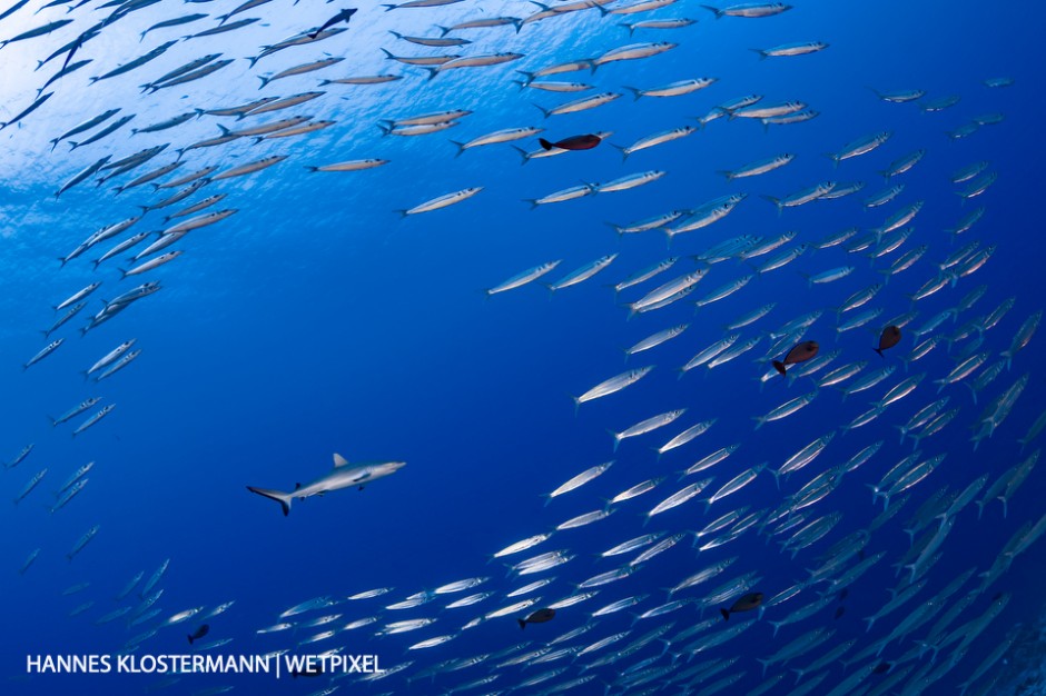 A school of small barracuda makes way for a passing grey reef shark (*Carcharhinus amblyrhynchos*).