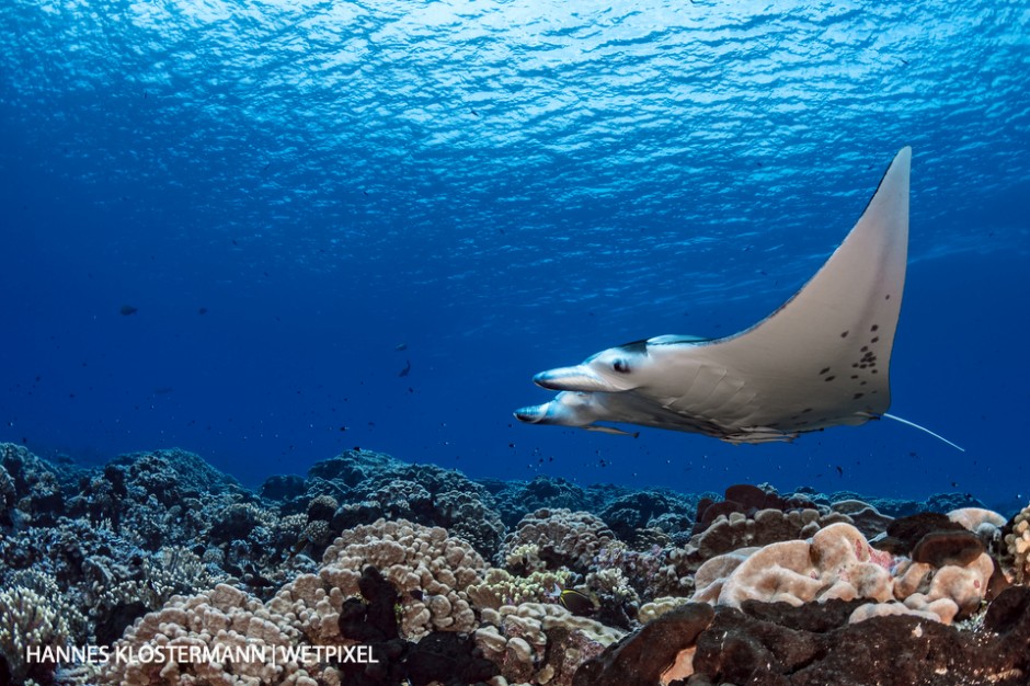 A reef manta ray (*Mobula alfredi*) passing over a pristine hard coral reef.