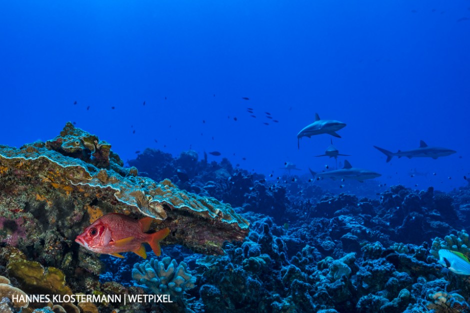 A sabre squirrelfish (*Sargocentron spiniferum*) hides under coral from a pack of grey reef sharks (*Carcharhinus amblyrhynchos*).