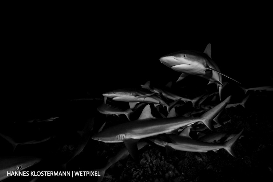 Night dives in French Polynesia can be a huge thrill! In some places, you can dive with hundreds of hunting grey reef sharks (*Carcharhinus amblyrhynchos*).