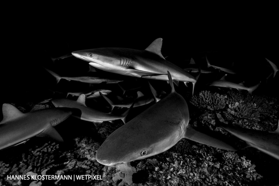 These night dives are not baited. What happens here is entirely natural and quite simply an incredible experience.
