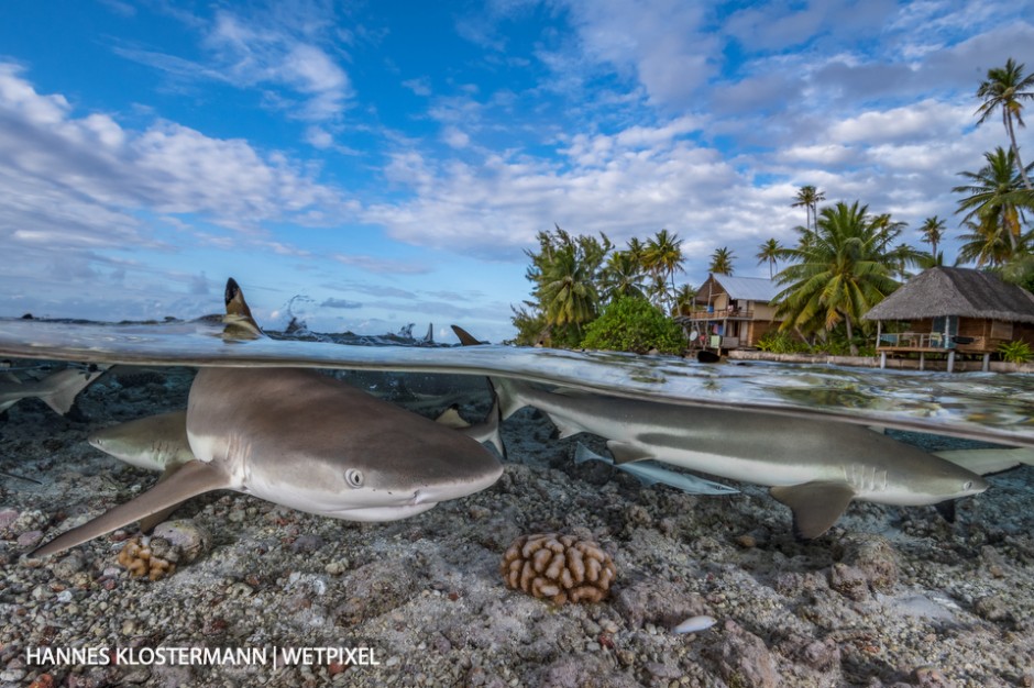 Blacktip reef sharks (*Carcharhinus melanopterus*) in about half a metre of water. French Polynesia offers some amazing opportunities for over/unders!