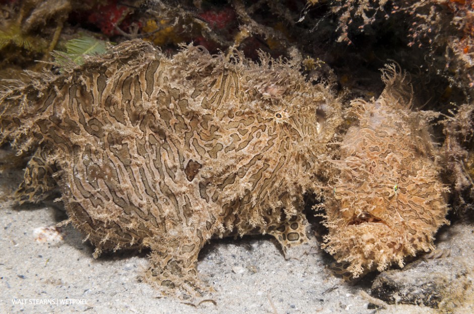 Pair of striated frogfish (*Antennarius striatus*): No visit to Palm Beach is complete if you have not done a dive at the Blue Heron Bridge during the incoming tide.