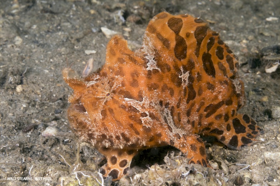 Lone male striated frogfish (*Antennarius striatus*): No visit to Palm Beach is complete if you have not done a dive at the Blue Heron Bridge during the incoming tide.