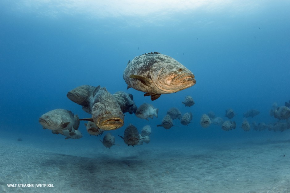 Goliath groupers (*Epinephelus itajara*) can weight more than 500 pounds each. During the months of August and September, these impressive giants of the tropical reefs will form up in large scale spawning aggregations. 