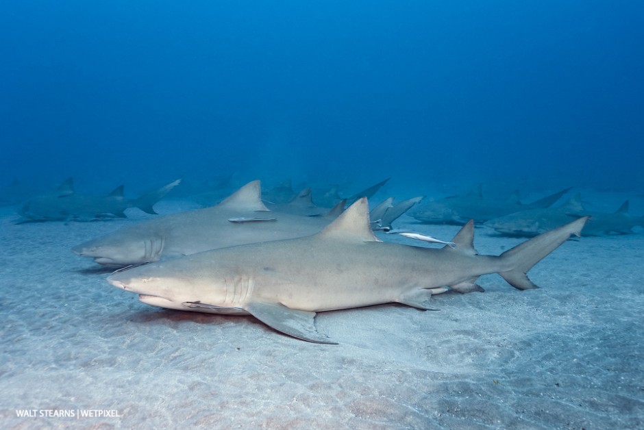 No, this is not Tiger Beach. In northern portions of Palm Beach in the Jupiter and Juno Beach area, the winter season brings a bigger influx of sharks, like this aggregation of adult lemon sharks (*Negaprion brevirostris*).