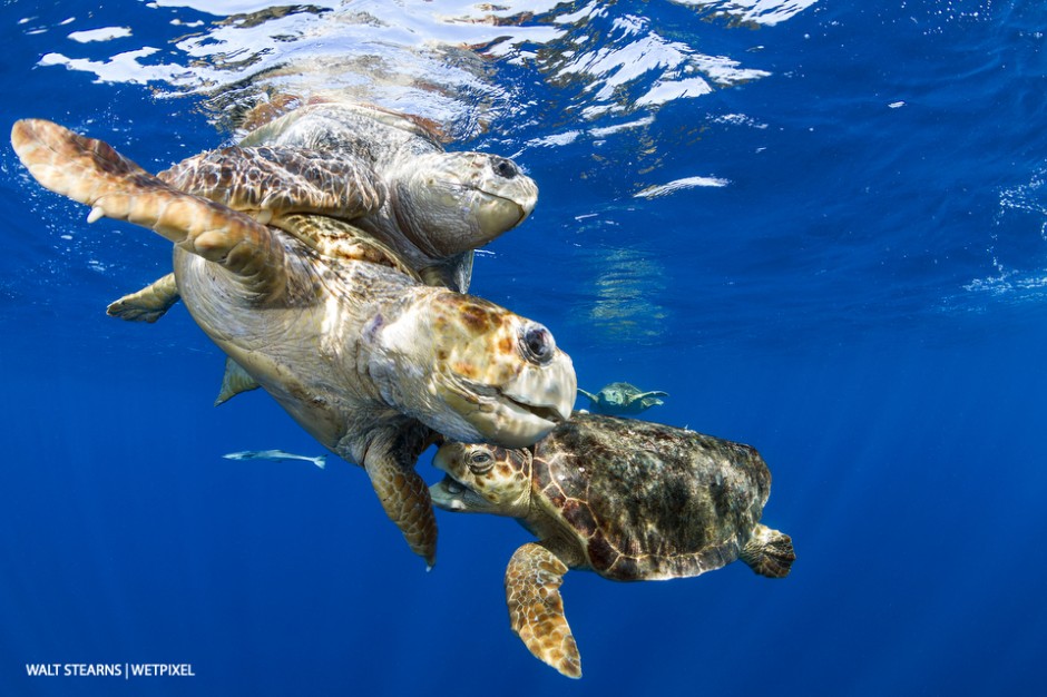 During the months of Spring on into early Summer, the waters of Palm Beach heat up with the mating of sea turtles. With loggerhead turtles (*Caretta caretta*) romantic affairs can turn quite contentious.