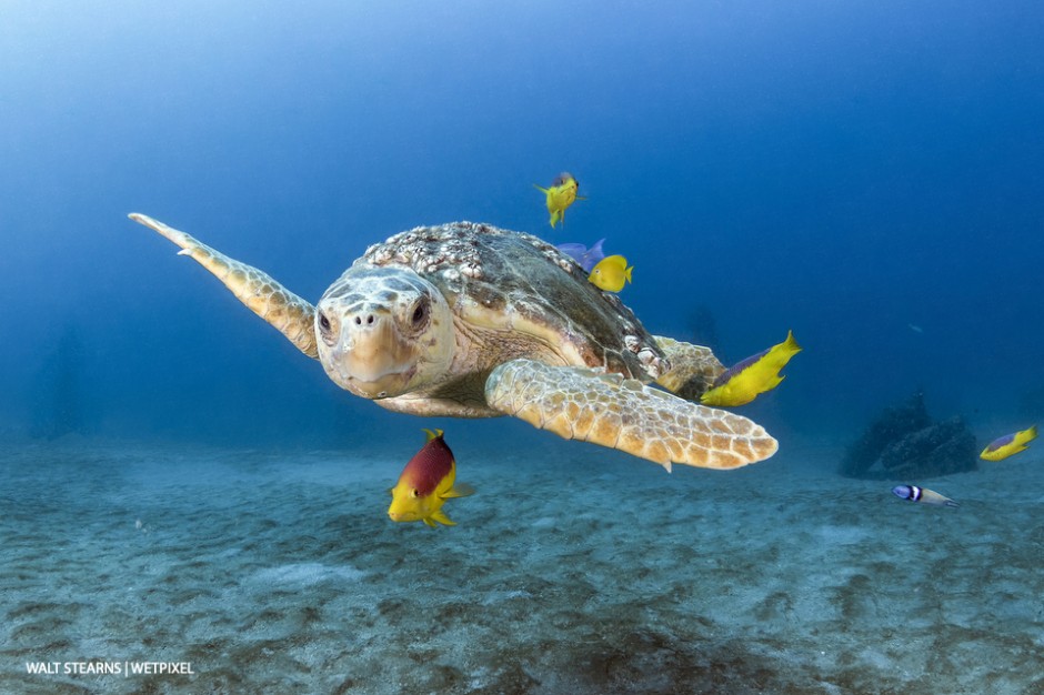 Loggerhead turtles  (*Caretta caretta*)  are common trademark to diving in Palm Beach waters. To not see at least one during a dive is considered a bad day, which is very few and far between.