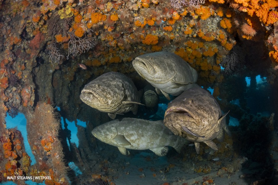 Group of goliath groupers (*Epinephelus itajara*) huddled together inside the West Palm’s Mizpah wreck. The primary rule to wreck diving in Palm Beach is not the wreck but what often gathers around it that makes the dive. 
