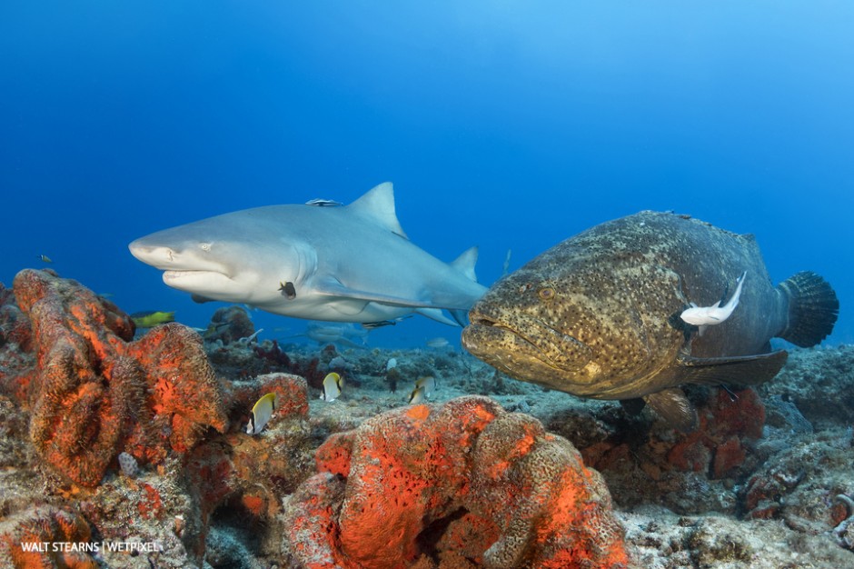 This portrait of a lemon shark and a goliath grouper is special to me. Goliaths have been protected since 1990, and lemon sharks received protection in 2010. I have invested significant time in ensuring that they remain protected. 