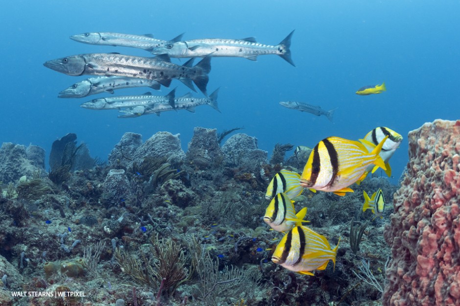 Pork fish (*Anisotremus virginicus*) and great baracuda (*Sphyraena barracuda*) on Breakers Reef. The Gulf Stream's life-giving current not only nurtures coral growth but also attracts a plenitude of marine life from open ocean pelagics to reef-
