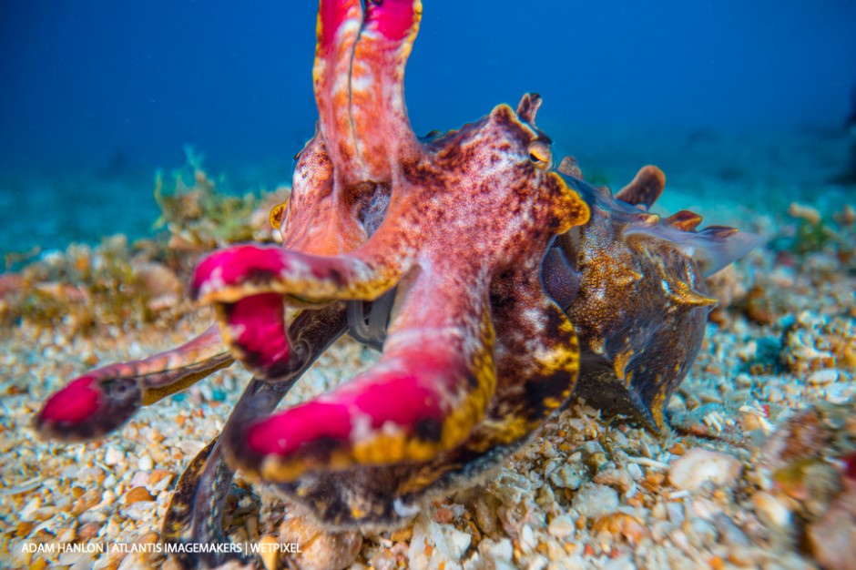 Adam Hanlon: Prey's view of a flamboyant cuttlefish (*Metasepia pfefferi*).