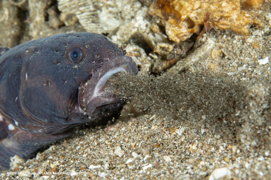 Marty Snyderman: A convict blenny (*Pholidichthys leucotaenia*) eject a mouthful of debris from its burrow.