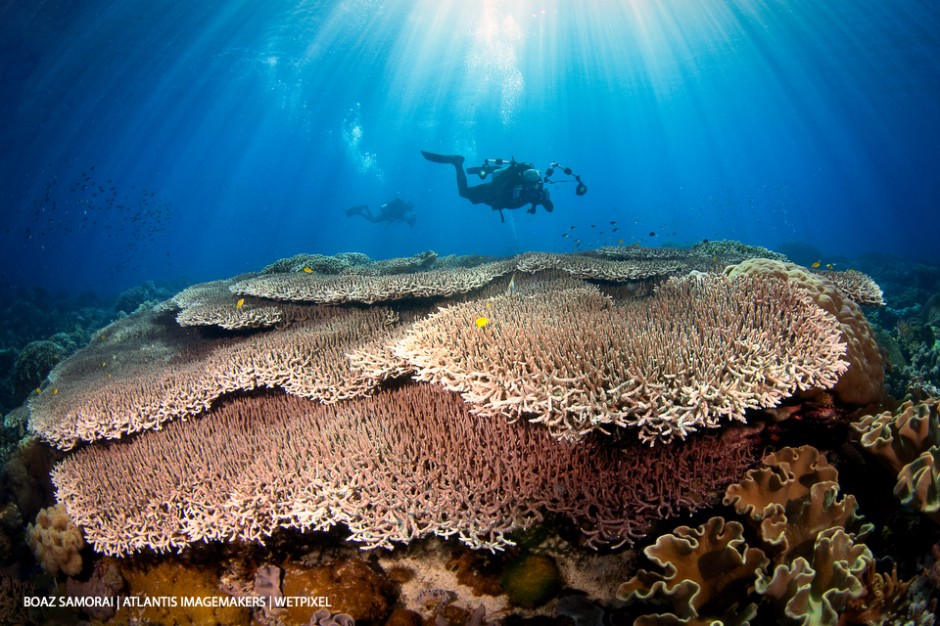 Boaz Somorai: Table corals on Apo Island in sun rays.