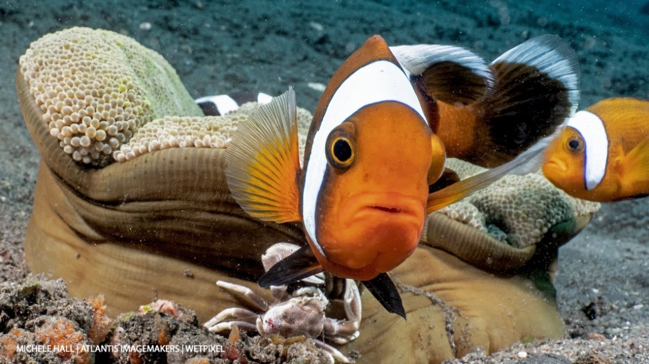 Michele Hall: A saddleback anemonefish (*Amphiprion polymnus*) right on the WWL-1 lens port.