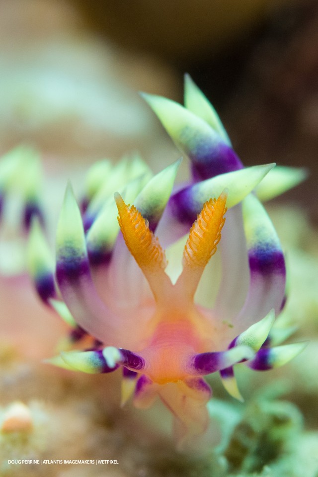 Doug Perrine: An aeolid nudibranch or sea slug, *Flabellina exoptata*, crawling across coral on a shallow reef.