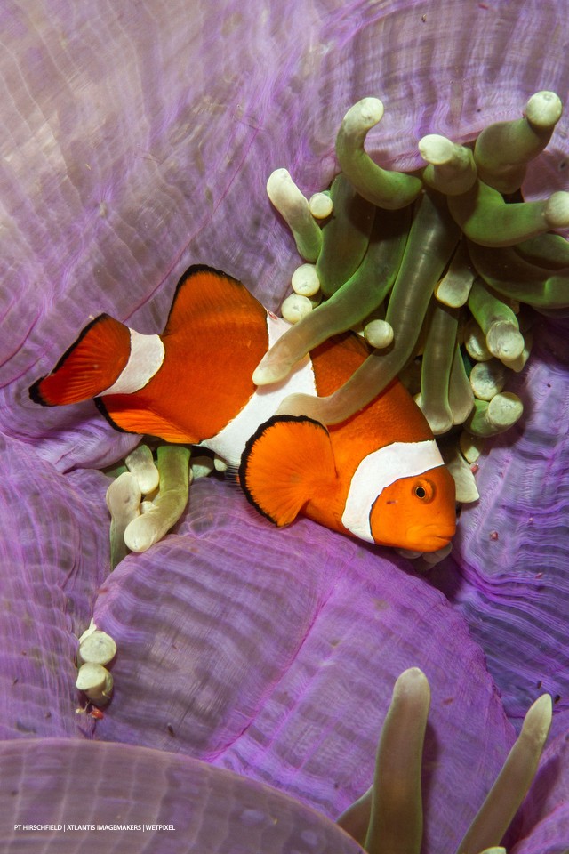 PT Hirschfield: A spinecheek anemonefish (*Premnas biaculeatus*) on a purple anemone.