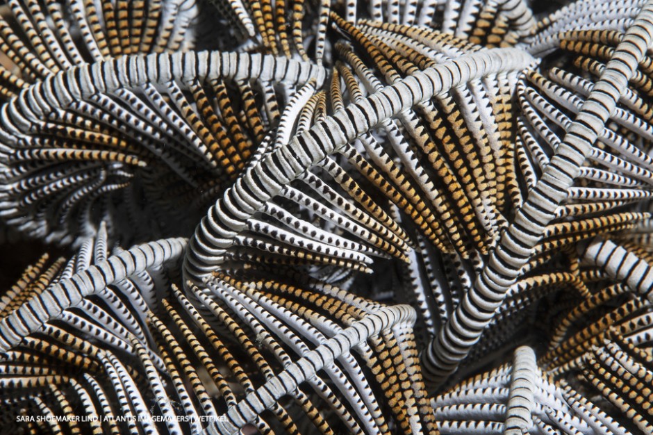 Sara Shoemaker Lind: Crinoid arms form a beautiful pattern and texture.