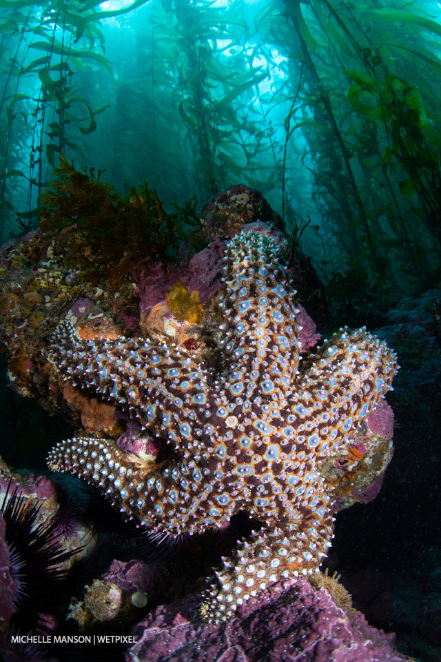 Ochre sea star in kelp forest.