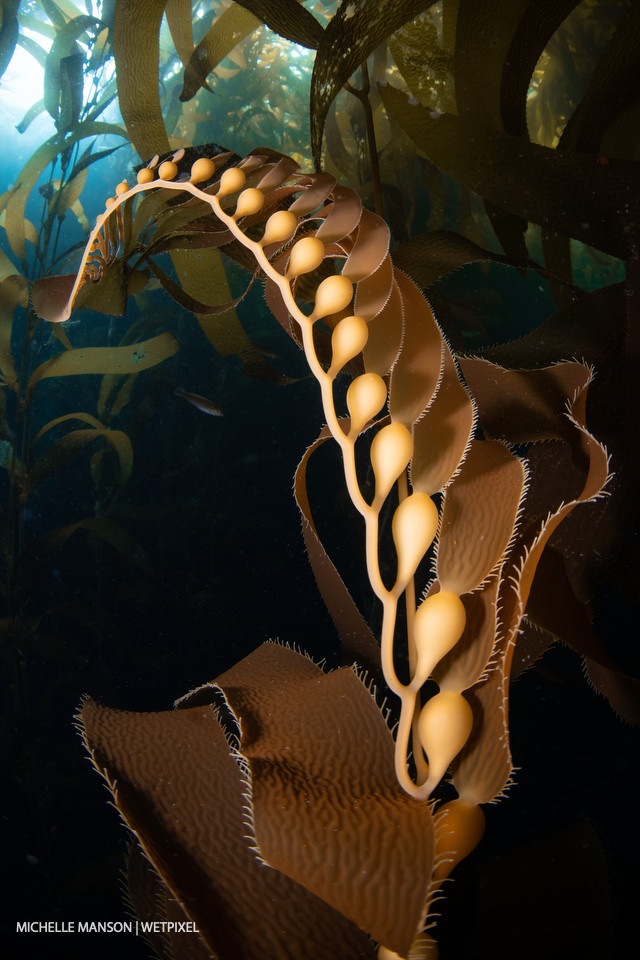 Perfect kelp strand.