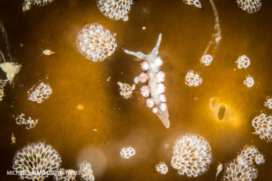 Tiny *Doto amyra* blending with bryozoa on kelp leaf.