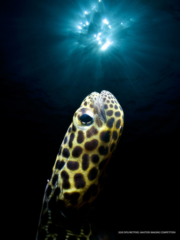 Macro Unrestricted category Third place: **"Garden eel in the sun" by Enrico Somogyi**.