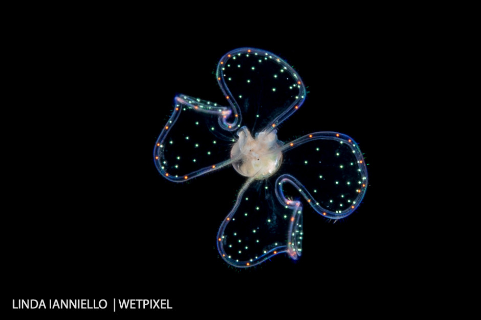 A tiny veliger larva of a marine gastropod that we have nicknamed "sparkles."