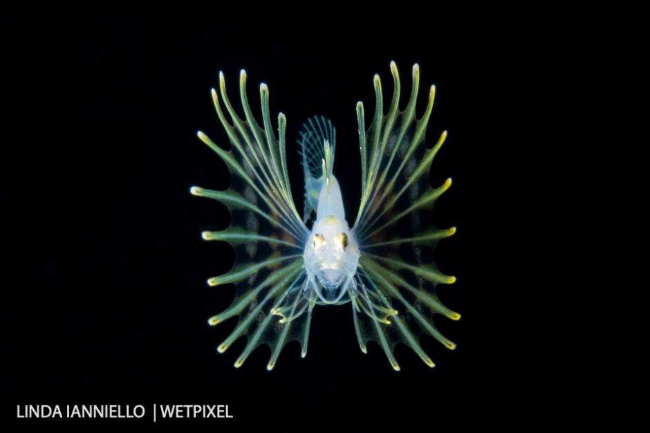 A stunning lionfish larva, *Pterois sp*., that unfortunately doesn't belong in our waters.
