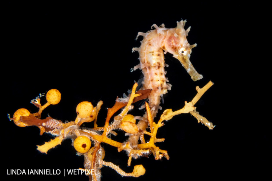 Juvenile seahorses are frequently seen, free-swimming or hanging onto a piece of Sargassum.