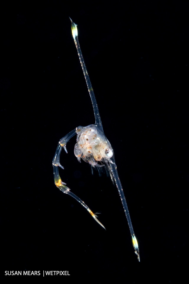 Crab zoea, the first larval stage of a crab.