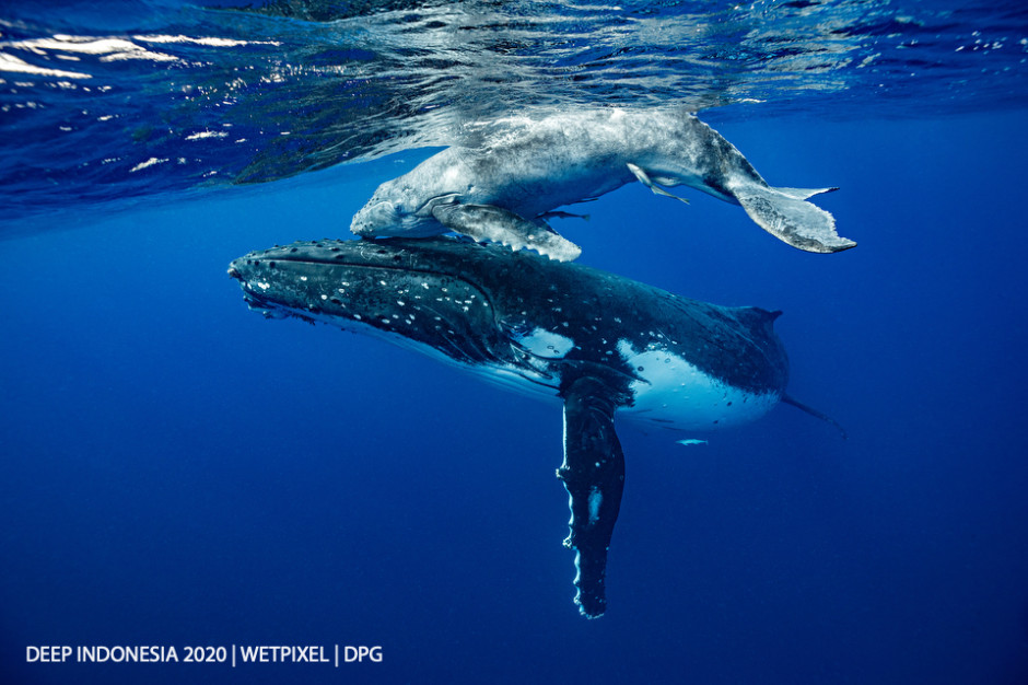 Animal Behavior category third place: **Heming Song** | *Humpback whale mom and calf*