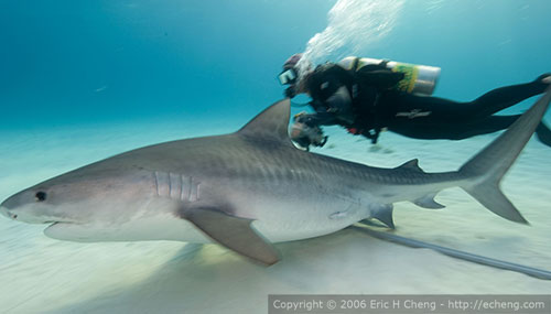 sharks in florida. tiger sharks, reef sharks,